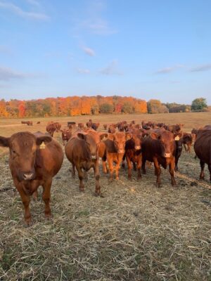 Gavin Farms Online Only Cattle Auction Pre-View - Reedsburg